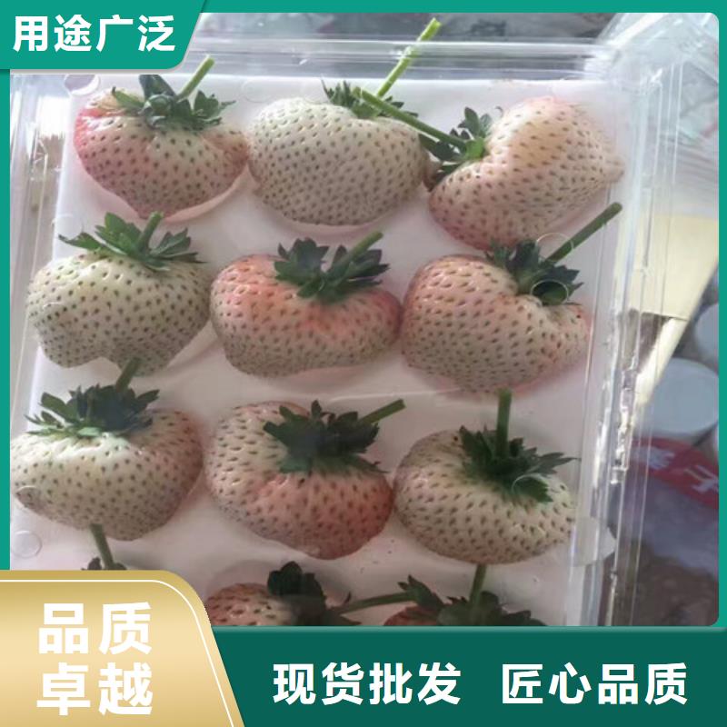 草莓苗_无籽葡萄树苗好厂家有担当