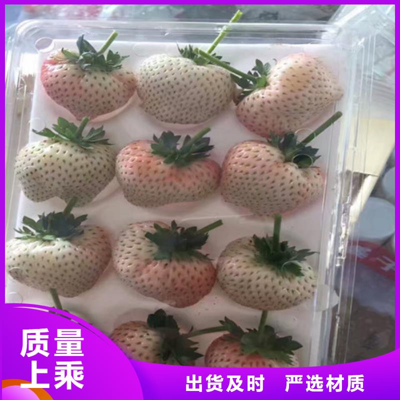 【草莓苗】-蜂糖李子樹苗按需定做
