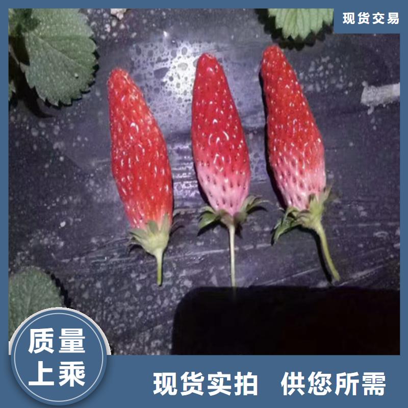 草莓苗葡萄苗基地服务至上