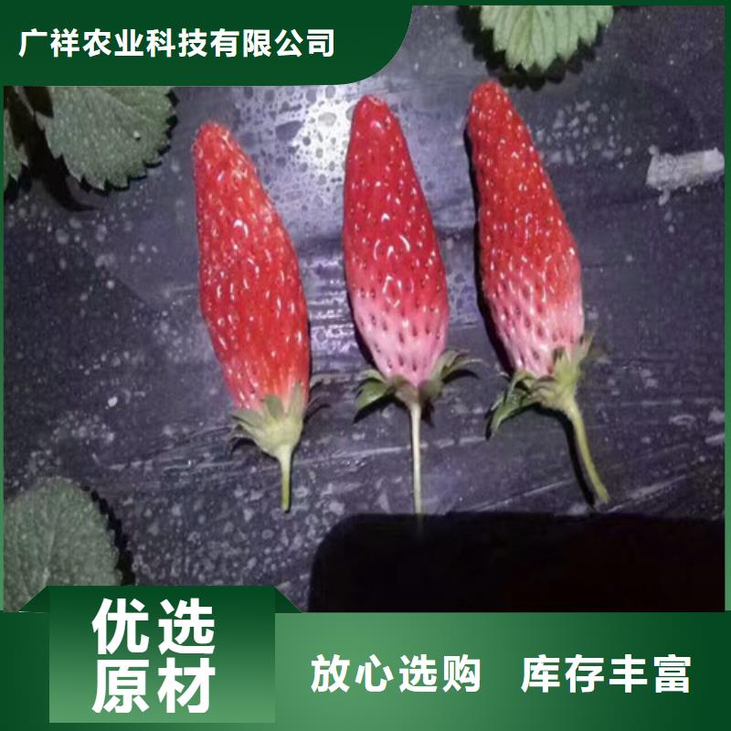 草莓苗徐香獼猴桃樹苗產(chǎn)品細(xì)節(jié)參數(shù)