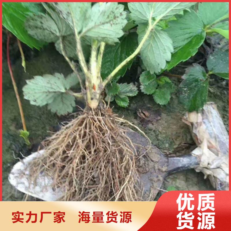 【草莓苗無(wú)籽葡萄樹(shù)苗匠心品質(zhì)】