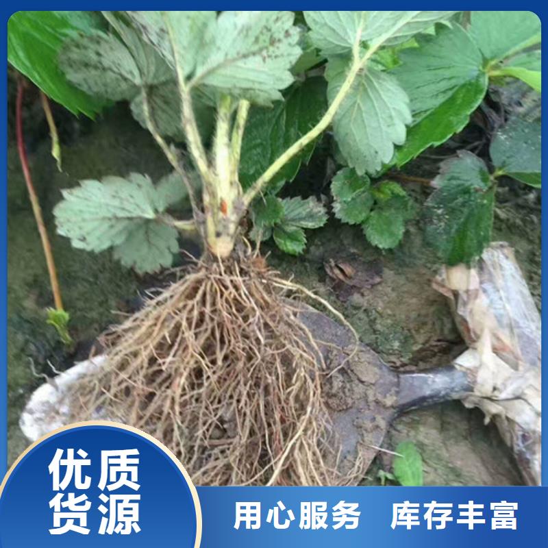 草莓苗_西梅樹苗核心技術(shù)
