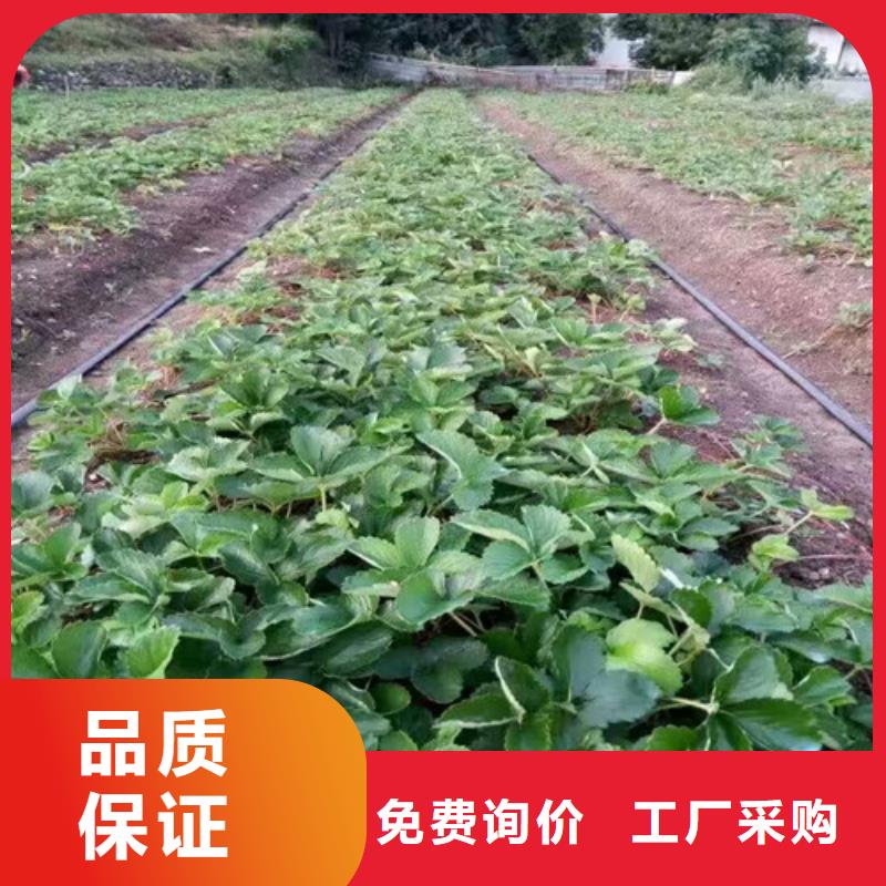 草莓苗-天仙醉草莓苗實力派廠家