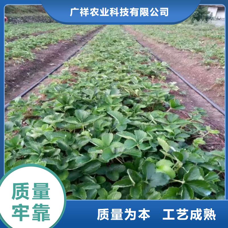 草莓苗蘋果苗庫存量大