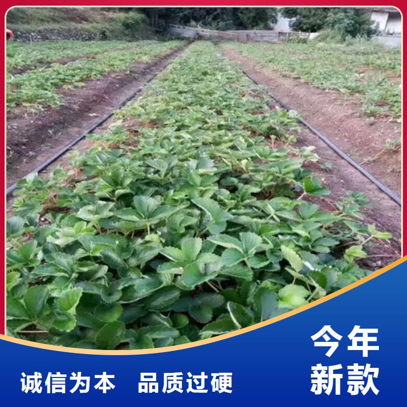 草莓苗 蜂糖李子树苗精工制作