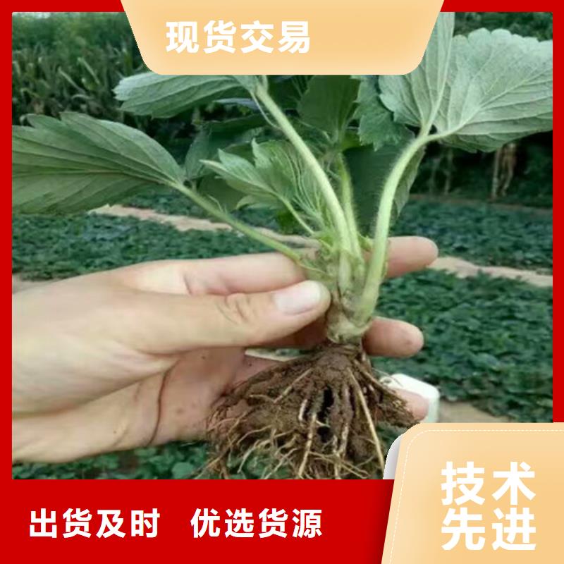 草莓苗,桃树苗厂家定制