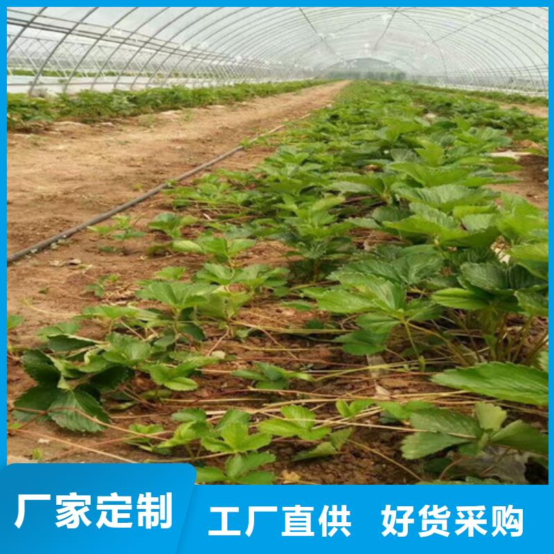 【草莓苗】大棚草莓苗準(zhǔn)時(shí)交付
