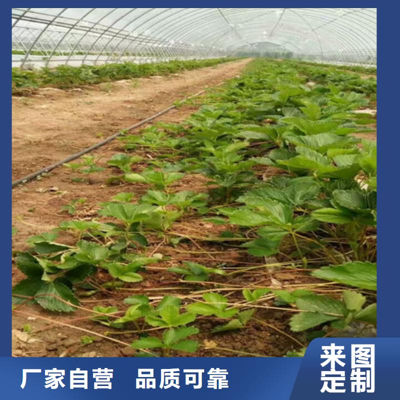 【草莓苗】梨树苗加工定制
