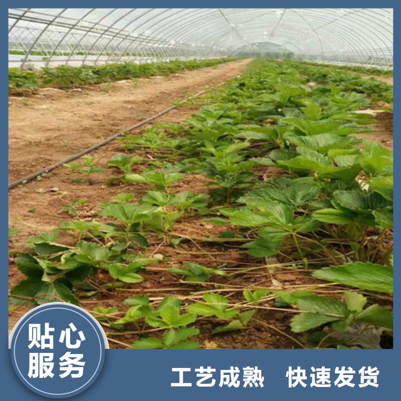 草莓苗桃樹苗擁有多家成功案例