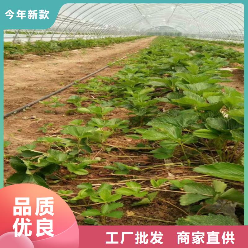草莓苗黃桃樹苗行業(yè)優(yōu)選