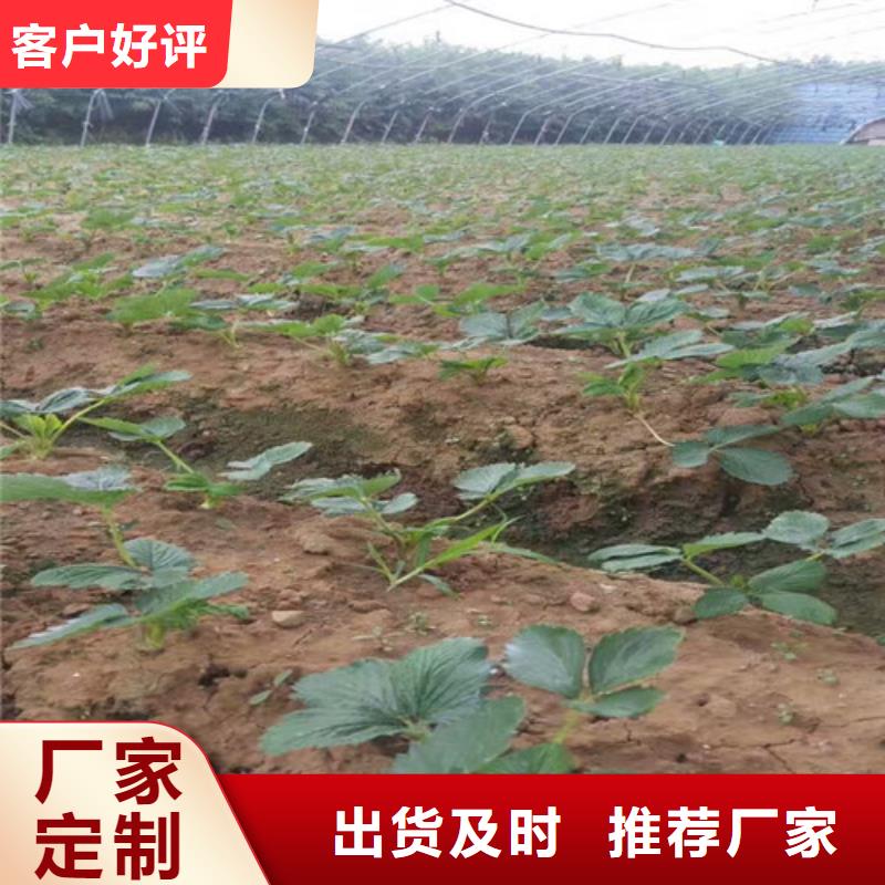 草莓苗,無花果樹苗客戶好評(píng)