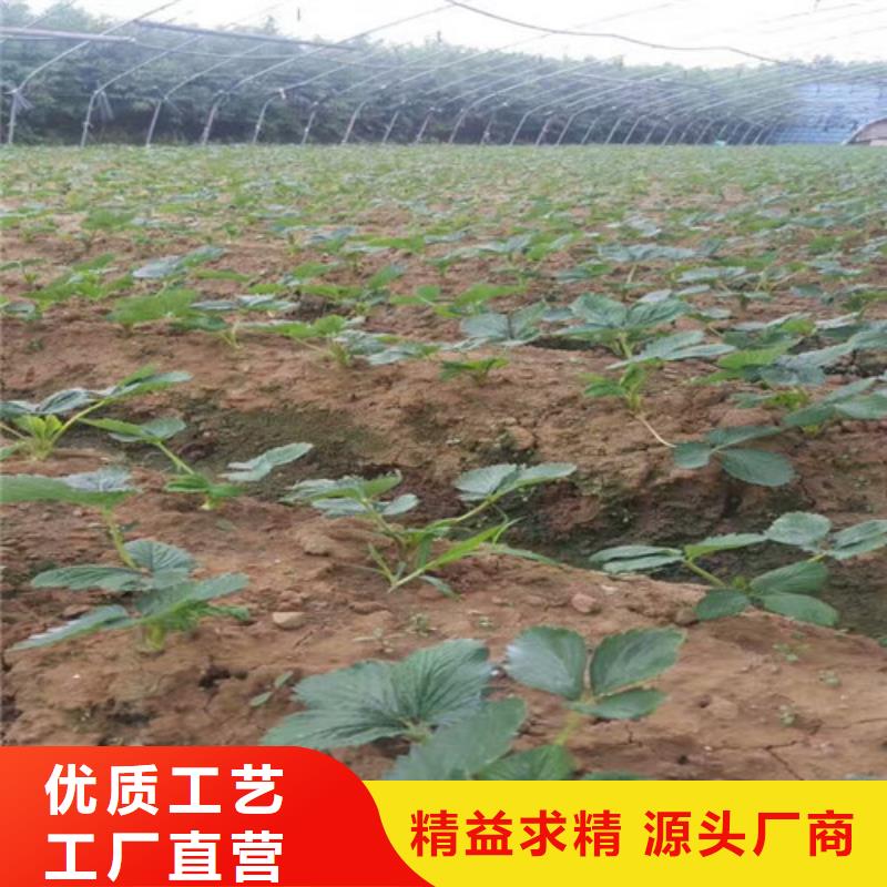 草莓苗黃寶石梨樹苗真實拍攝品質可靠