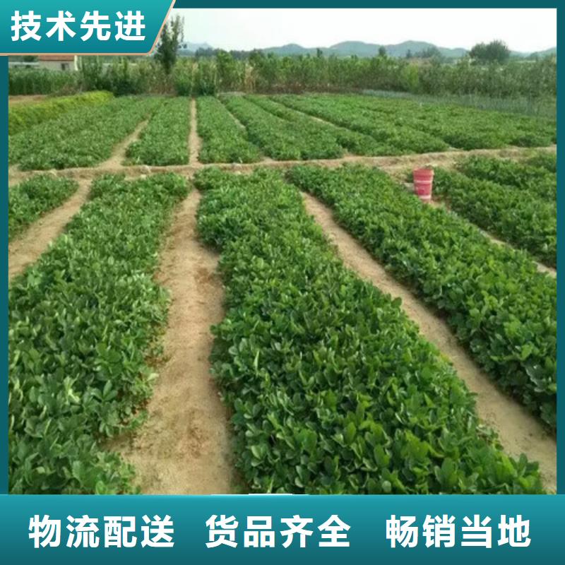 草莓苗_无籽葡萄树苗好厂家有担当