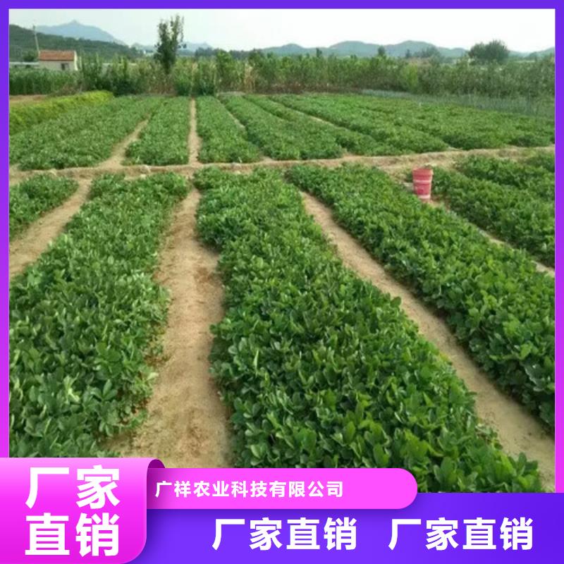 草莓苗 西梅樹(shù)苗生產(chǎn)經(jīng)驗(yàn)豐富