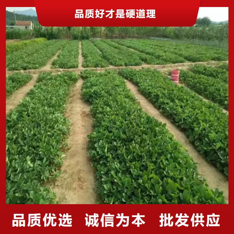 草莓苗天仙醉草莓苗满足多种行业需求