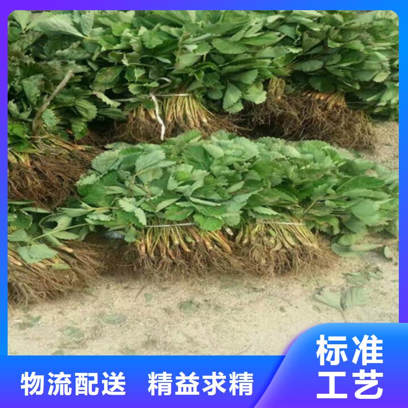 草莓苗-果樹(shù)苗甄選好物