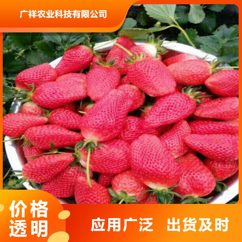 草莓苗-毛蟠桃樹苗基地海量現(xiàn)貨