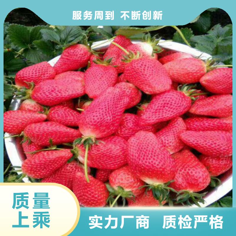 草莓苗紅富士蘋果樹苗優(yōu)選廠商
