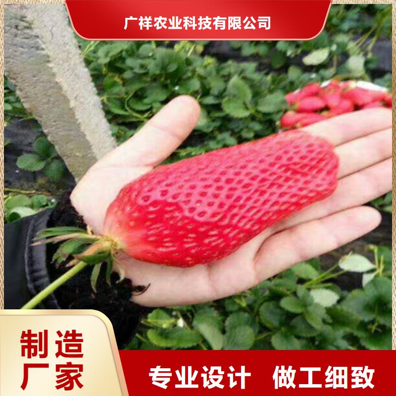 草莓苗 蜂糖李子樹苗精工制作