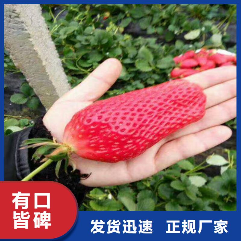 草莓苗-柱狀梨樹(shù)苗現(xiàn)貨充足量大優(yōu)惠