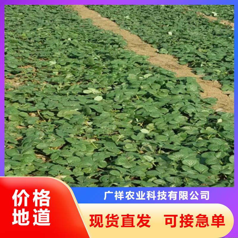 草莓苗藍寶石葡萄苗價格實惠工廠直供