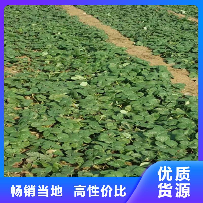 草莓苗_白桃树苗每个细节都严格把关
