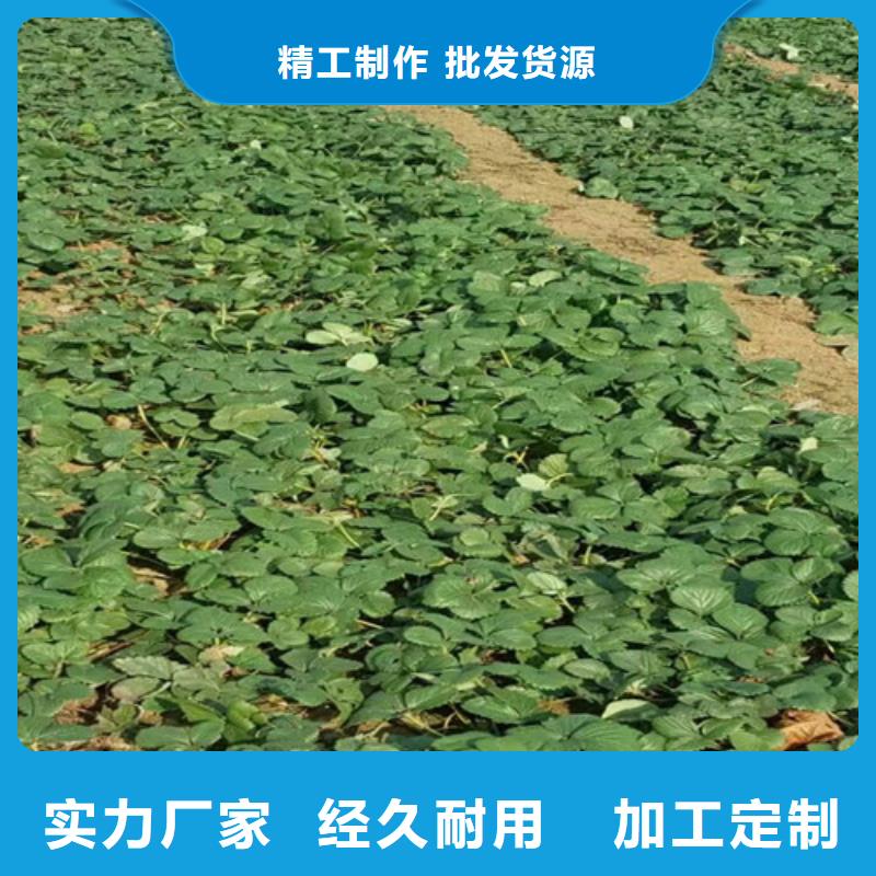 草莓苗徐香獼猴桃樹(shù)苗產(chǎn)品細(xì)節(jié)參數(shù)
