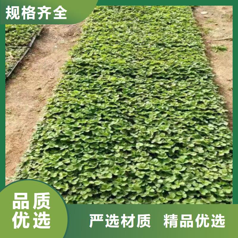 草莓苗紅顏草莓貨源直供