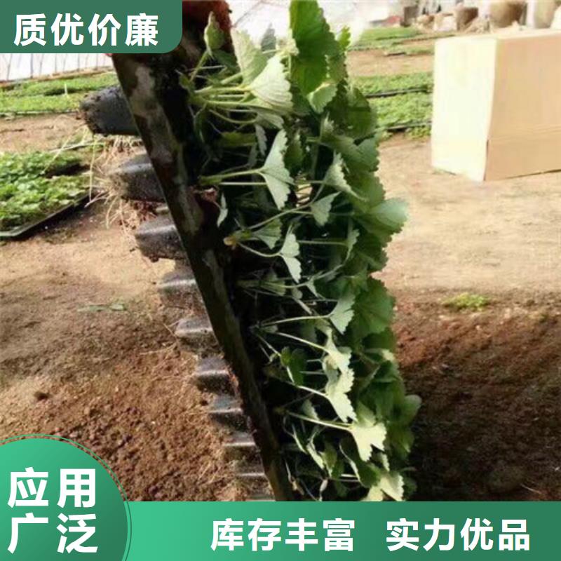 苹果苗基地视频-苹果苗基地-山西省长治市【此地】公司-长子|襄垣|晋中|吕梁|朔州|忻州|太原|大同