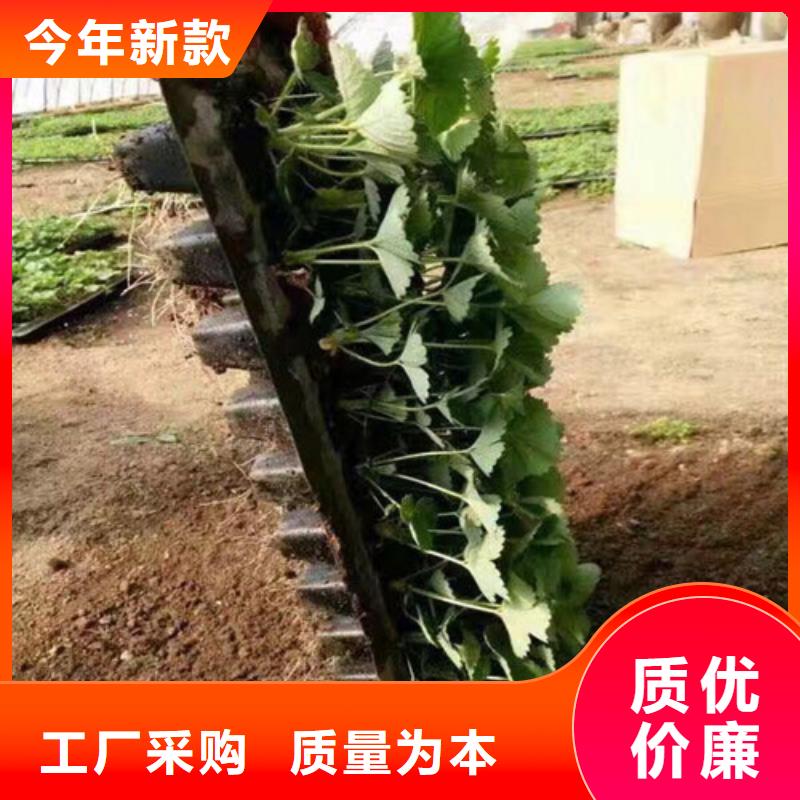 長(zhǎng)垣紅99草莓苗為您服務(wù)
