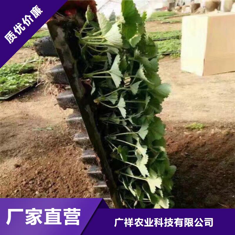 草莓苗徐香獼猴桃樹苗產(chǎn)品細(xì)節(jié)參數(shù)