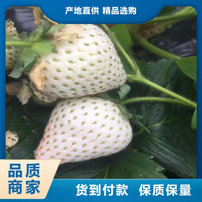 草莓苗_无籽葡萄树苗好厂家有担当