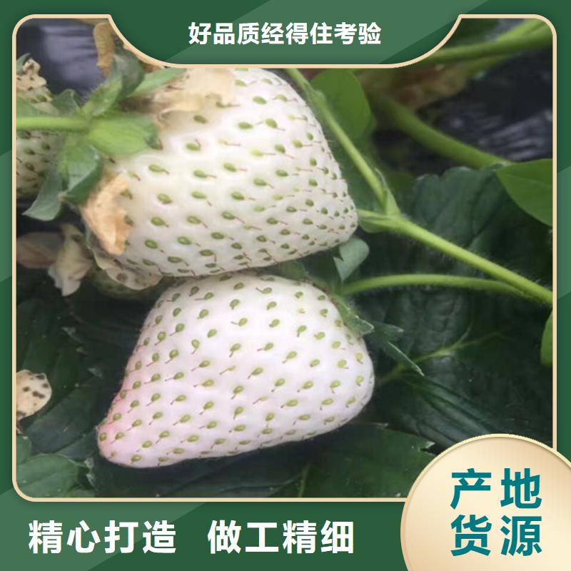 草莓苗-梨树苗基地实体厂家支持定制