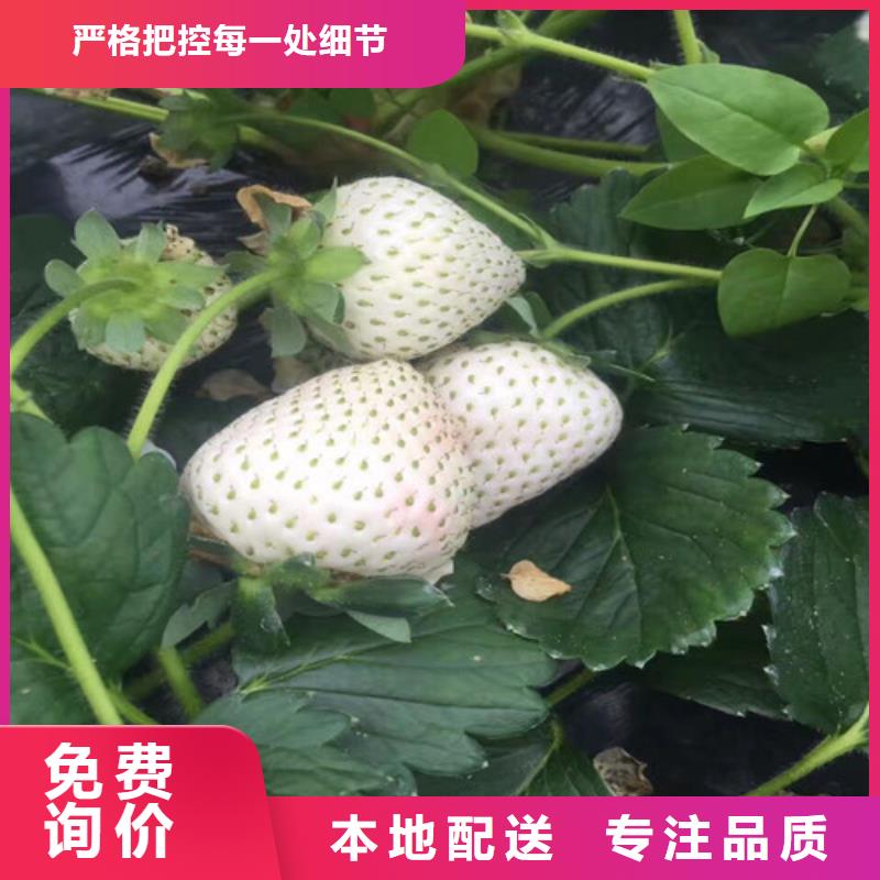 【草莓苗】 莫妮卡西梅樹苗廠家批發(fā)價
