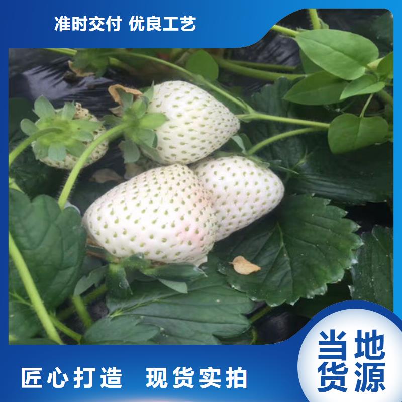 草莓苗-艾琳娜西梅樹苗一站式采購商家