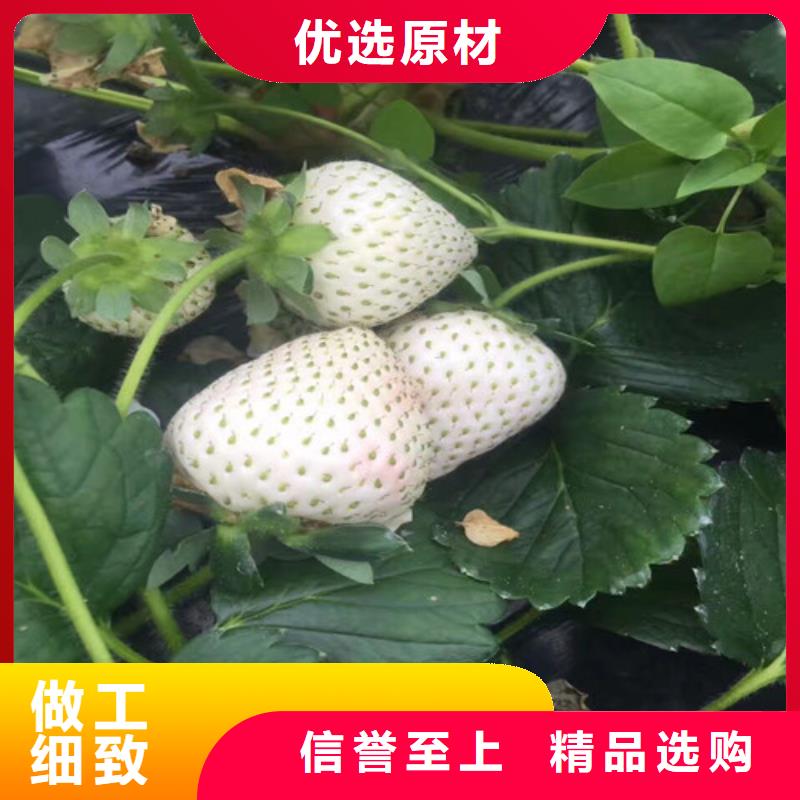 草莓苗-柱狀梨樹(shù)苗現(xiàn)貨充足量大優(yōu)惠