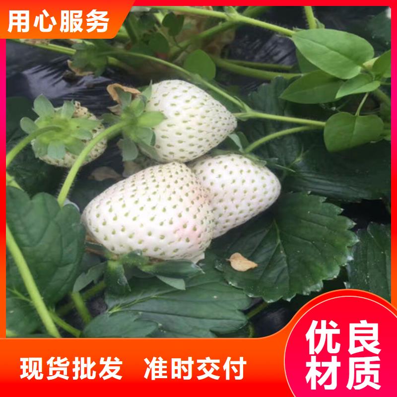 草莓苗,油桃樹苗種類豐富