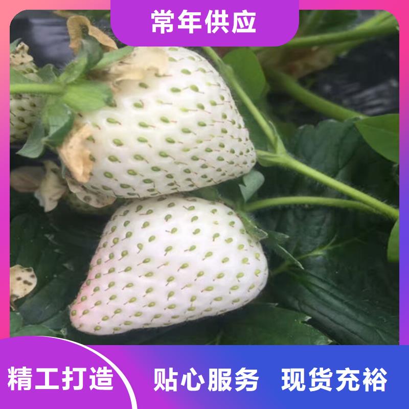 草莓苗-桃樹苗基地多種款式可隨心選擇