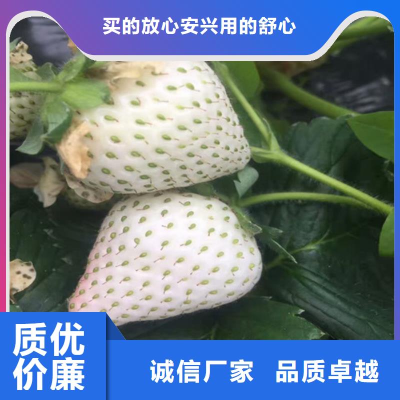 草莓苗-大棚草莓苗源頭把關(guān)放心選購