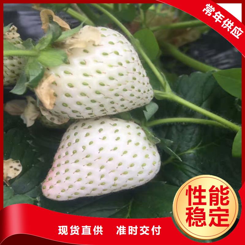 草莓苗果樹苗定制零售批發(fā)