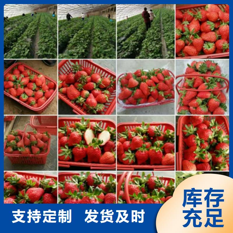 草莓苗-桃樹苗基地現(xiàn)貨交易