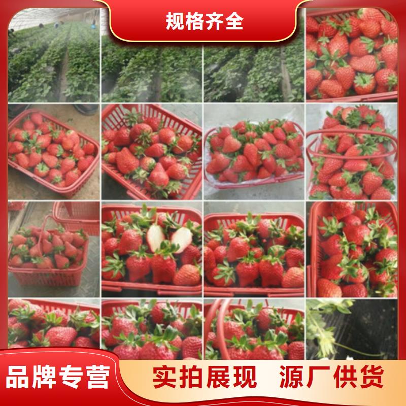 草莓苗-大棚草莓苗源头把关放心选购