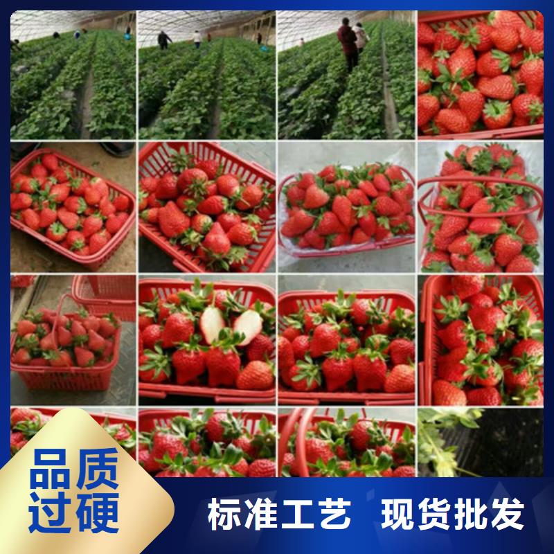 宝应妙香草莓苗型号齐全