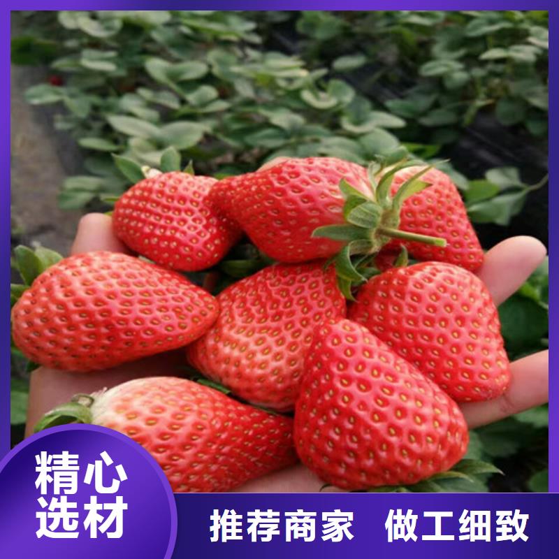 草莓苗,櫻桃苗基地顏色尺寸款式定制