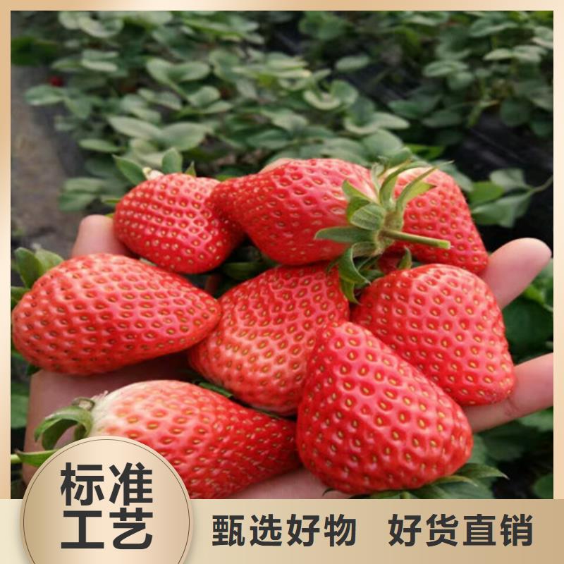 草莓苗白桃樹苗廠家直銷直供