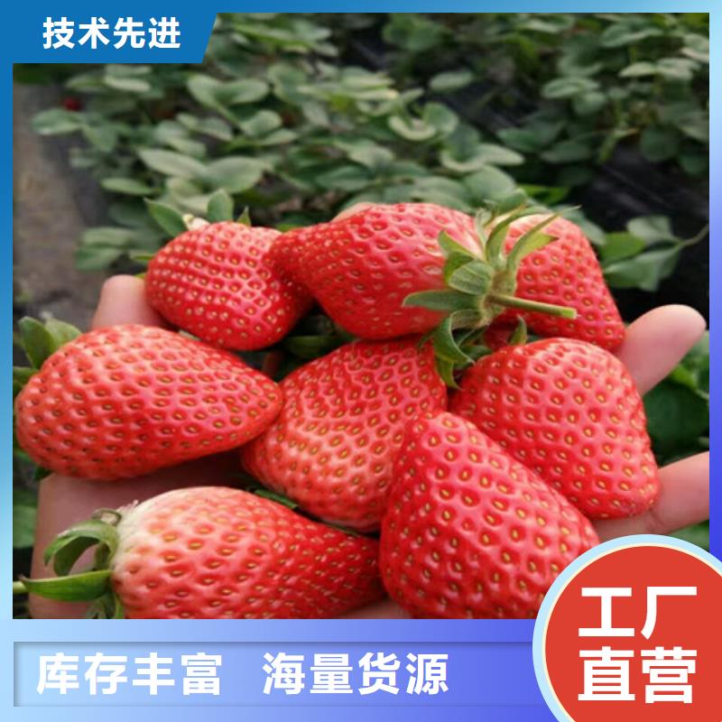 【草莓苗】青蘋果樹苗質(zhì)量上乘