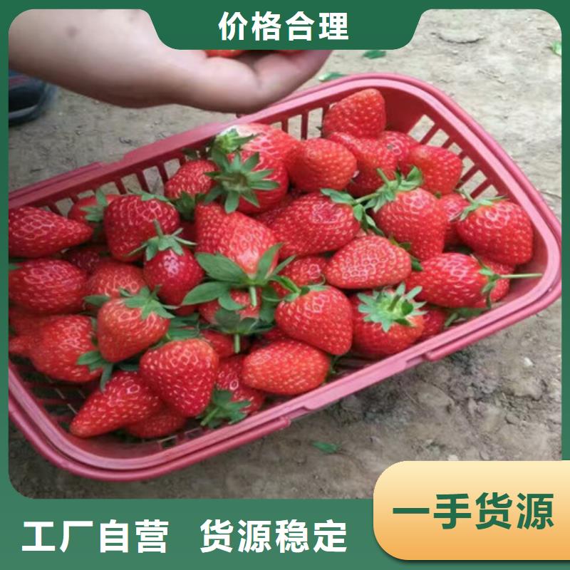 草莓苗,果树苗批发基地的图文介绍