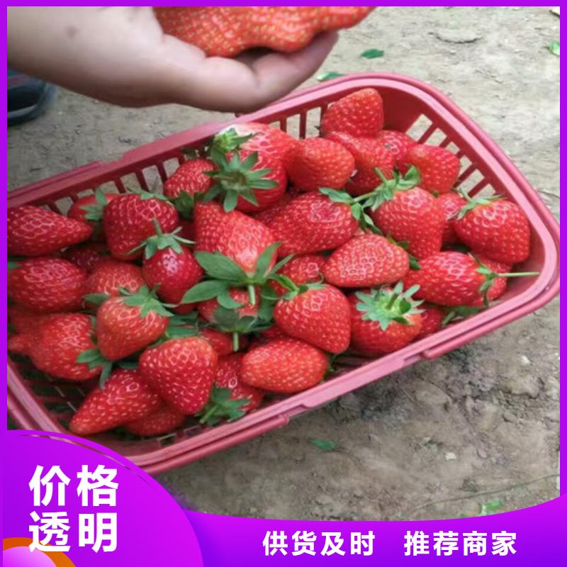 草莓苗夏黑葡萄苗诚信厂家