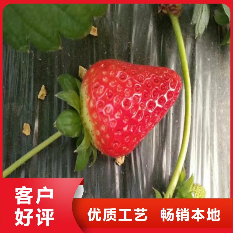 草莓苗冬雪蜜桃樹(shù)苗精益求精