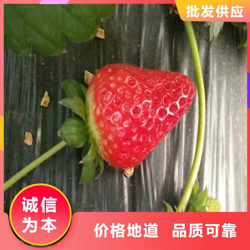 草莓苗草莓厂家直销售后完善